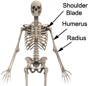 Bicep Strain Bony Anatomy