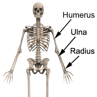 Anatomy of the Ulna, Radius and Humerus