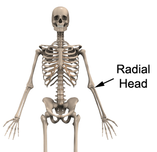 Radial Head Fracture Anatomy