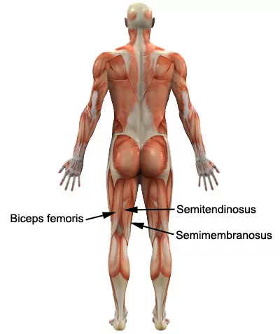 Relevant Anatomy for a Strained Hamstring