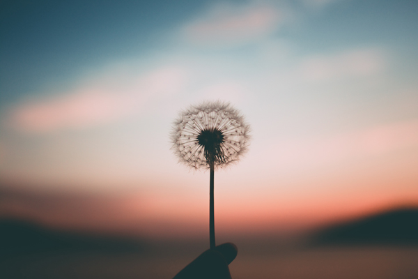 How Mindfulness can Help Your Injury - Mindfulness of a dandelion