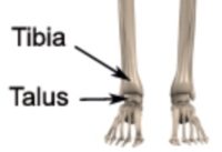 Relevant Anatomy for Anterior Ankle Impingement