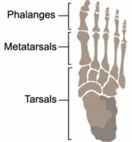 Sprained Foot Anatomy