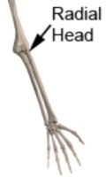 Radial Head Anatomy