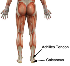 Achilles and Heel Pain Anatomy