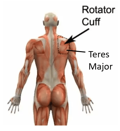 Teres Major Anatomy and Rotator Cuff Anatomy